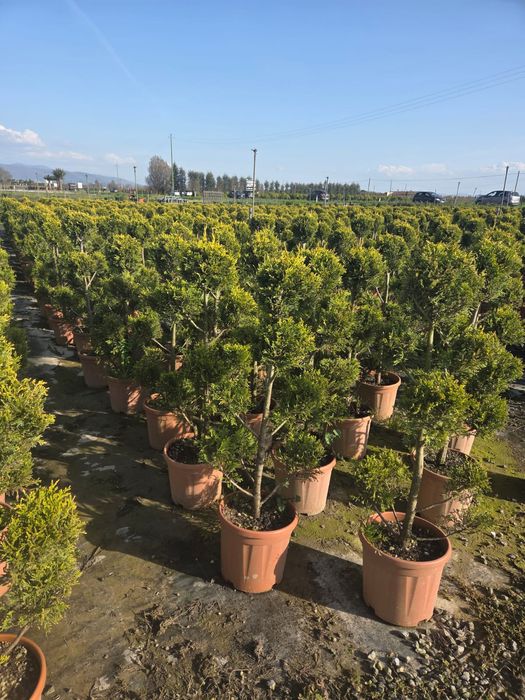 Plante ornamentale de amenajare