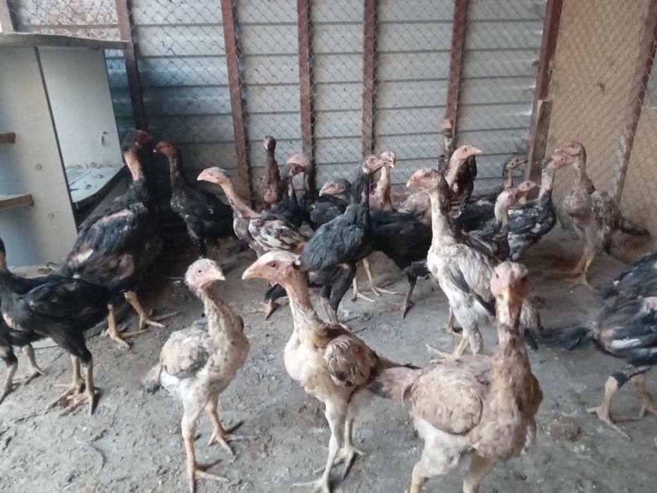 Продам цепляет дакан