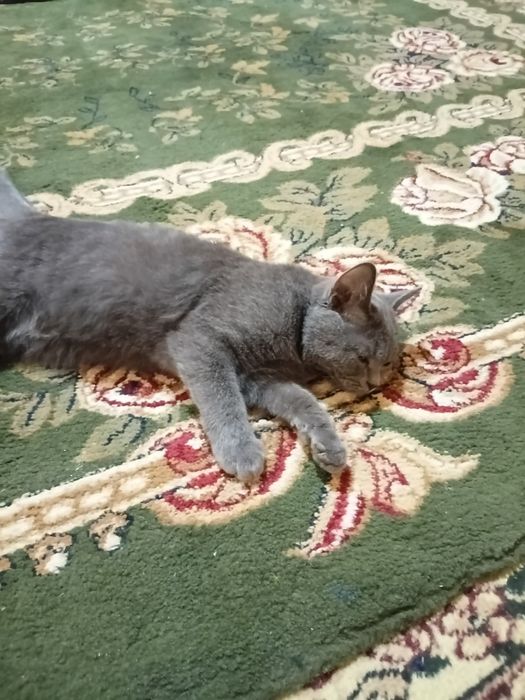 Blue russian cat
