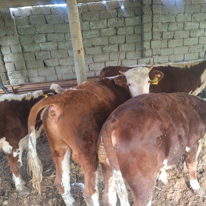 Gereford,Semintal, zotli xukizchalar