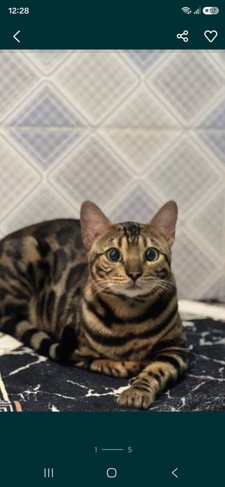Бенгальский кот и котята