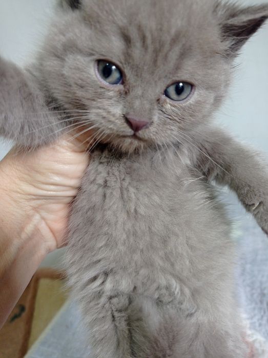 Котенок девочка страйт лиловый окрас