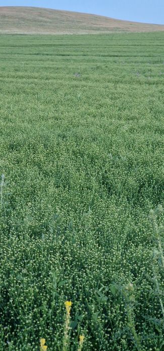 Продается земля (пашня)