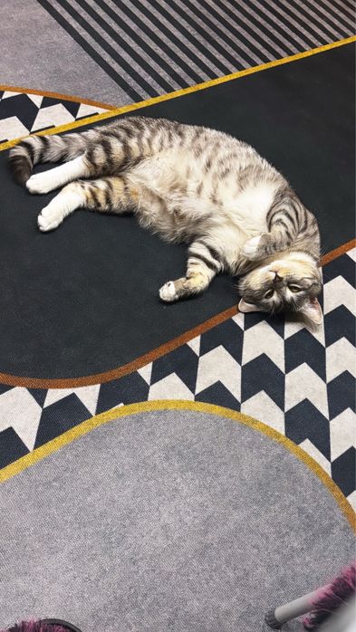 Отдам кота в добрые руки