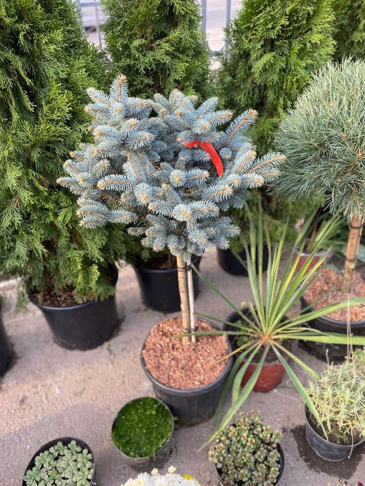 Голубая ель с доставкой