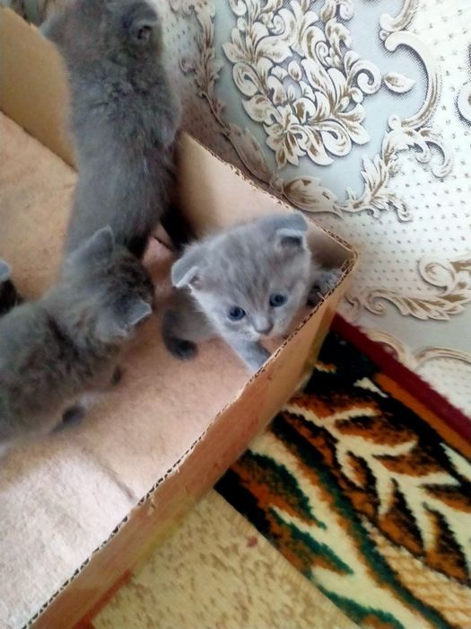 Скотч фолд веслоуха и страйк