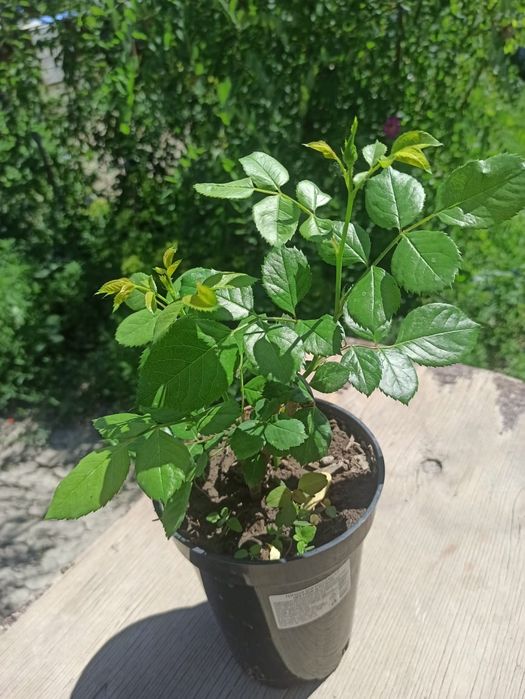 Продам. Розы молодые