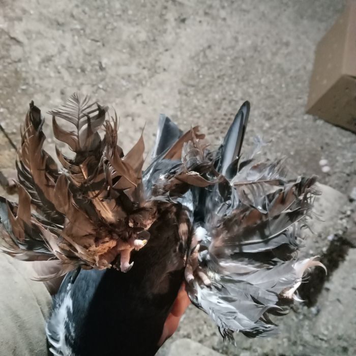 Продам домашних голубей.