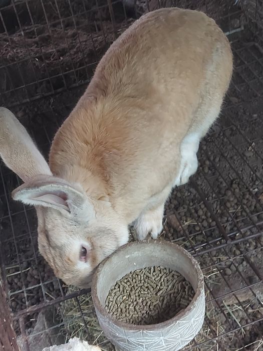 Iepuroi,  9 luni , 150 lei/buc