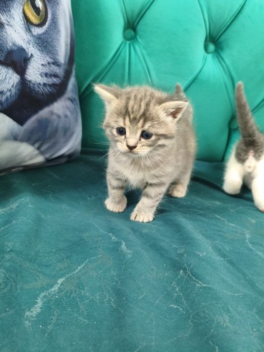 Британские котята