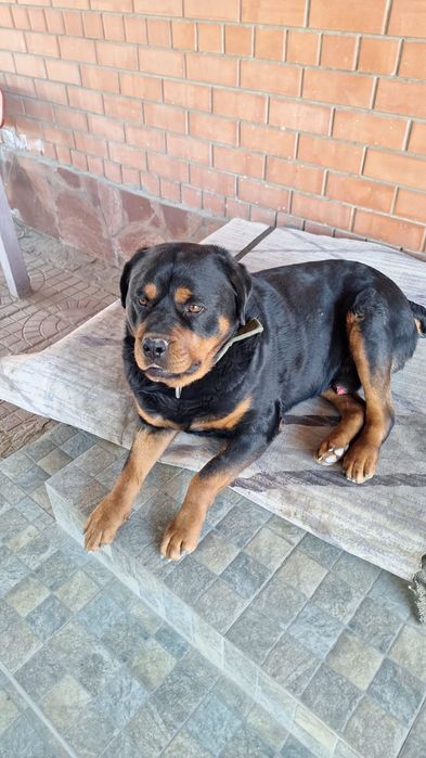 Красавец ротвейлер для вязки
