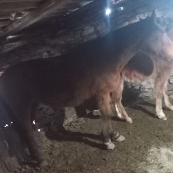 Жылқы байтал сатылады