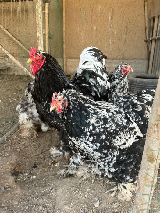 Яйца Брама, чистокровные домашние