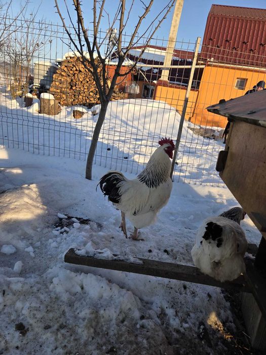 Vând cocoși de diferite rase