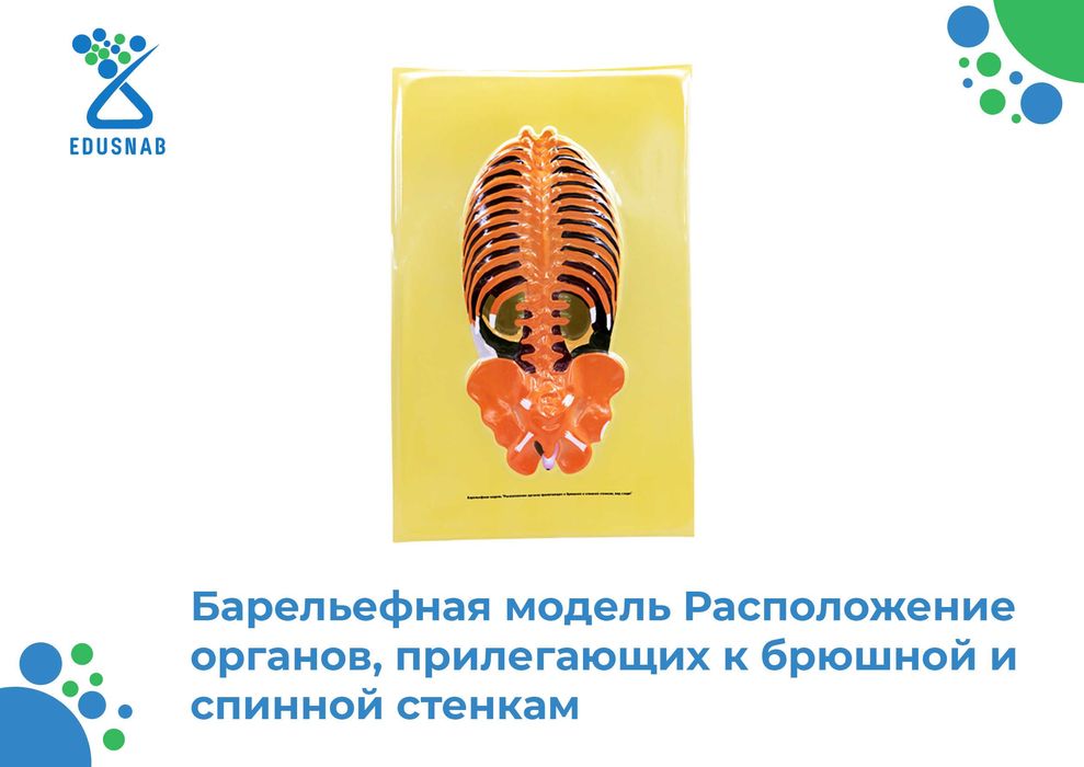 Барельефная модель / anatomik modellar/Tibbiy va ilmiy o‘quv asboblari