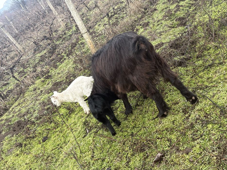 Vand capra cu doi iezi