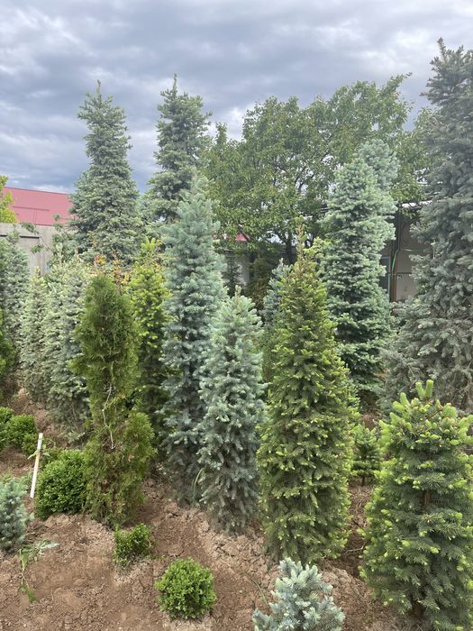 Ель голубая Archa yel goluboy 4+ metr