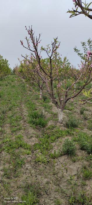 Mevali daraxtlarga shakl berish xizmati