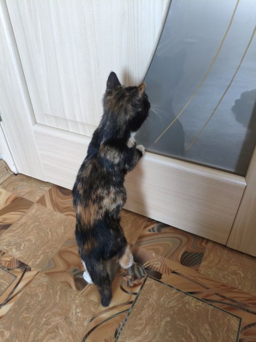 Котенок в добрые руки в квартиру