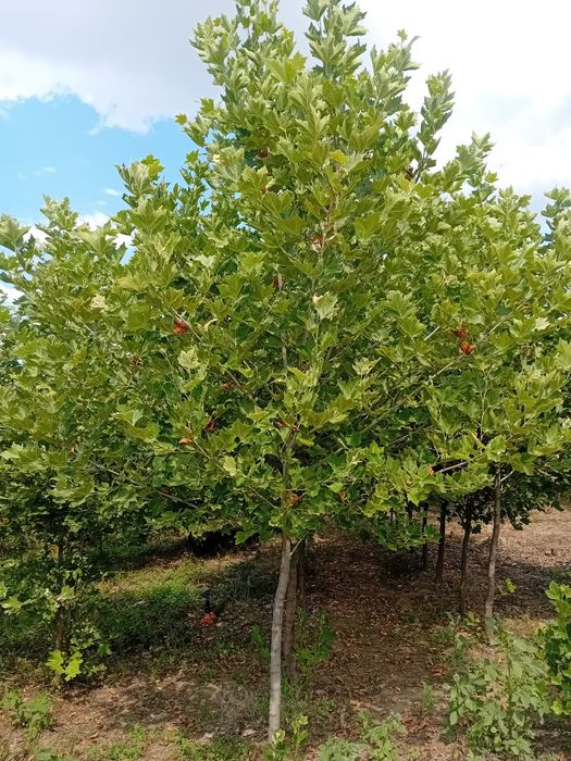 Vând platani diferite dimensiuni