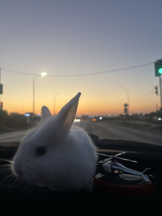 кролик декоритивный