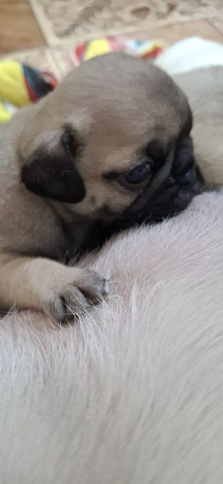 Продам щенков МОПСА