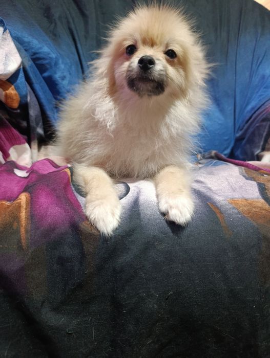 Продам шпица померанского