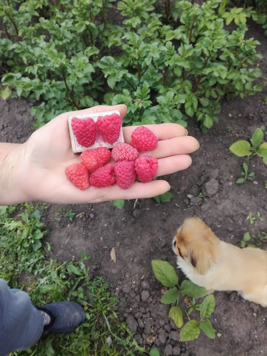 Продам свежую малину .