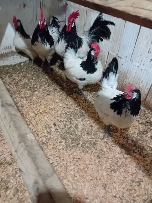 Oua găini  lakenvelder