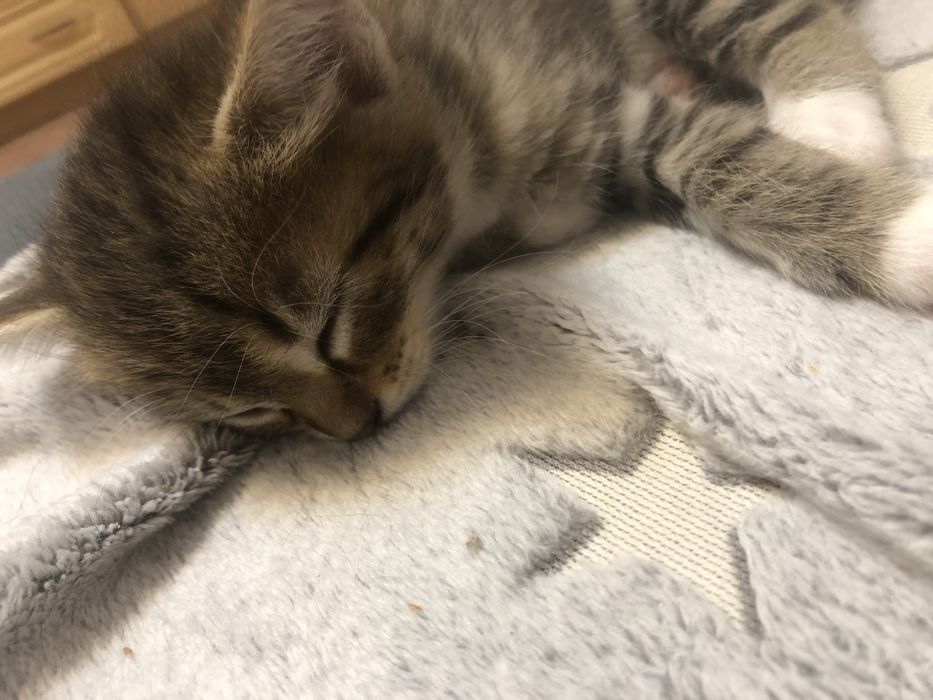 Раздам 2 месячных котят