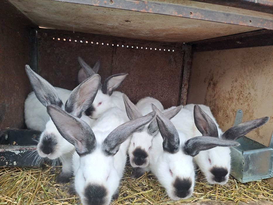 Urias de Transilvania.