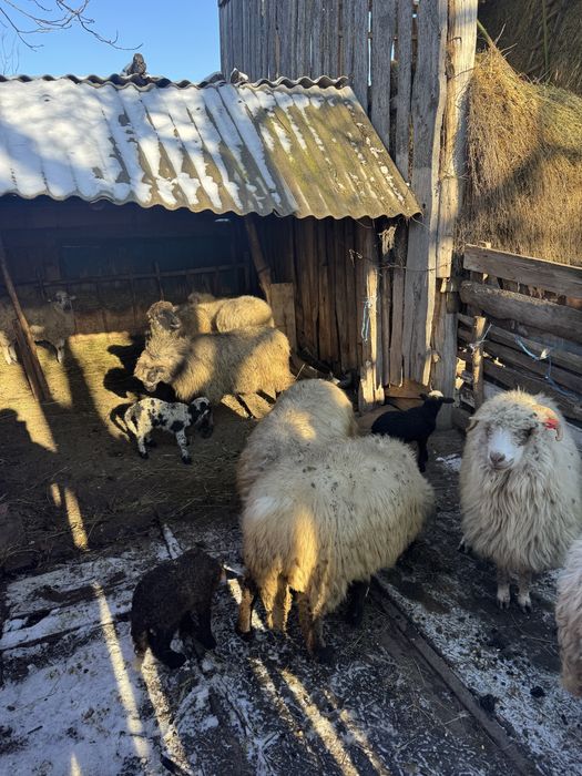Vând 10 oi oacheșe cu 3 miei