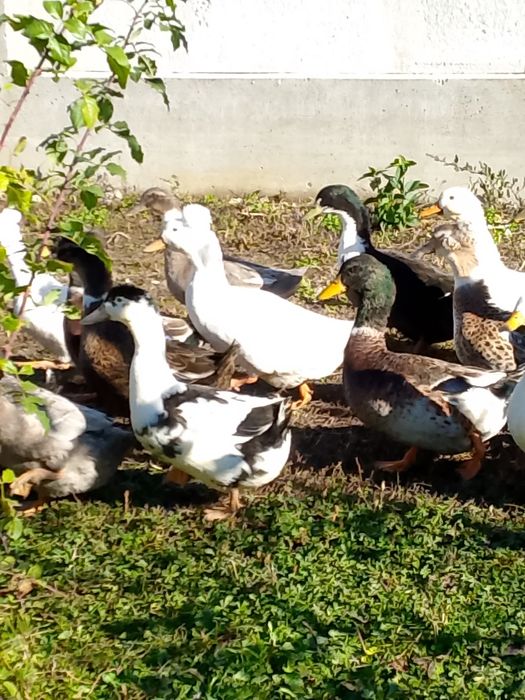 Rate pekin și gâște