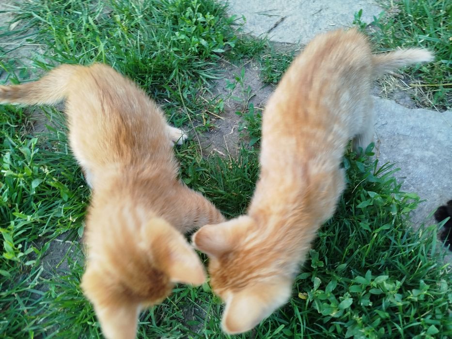 2-месечни котета