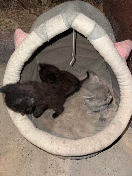 котята полу британские