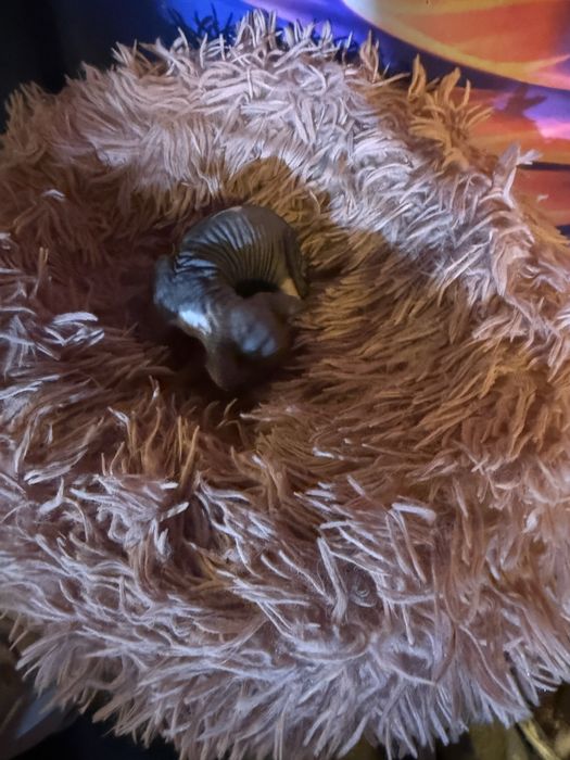 Котята свинкс велюр