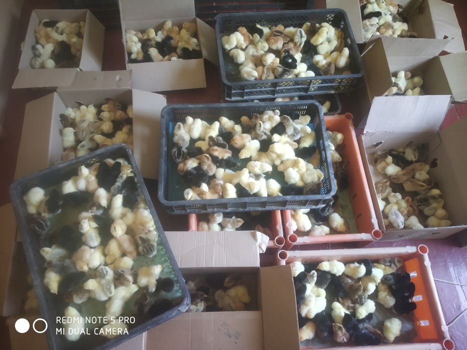 Инкубатир хизмати ТОШКЕНТ