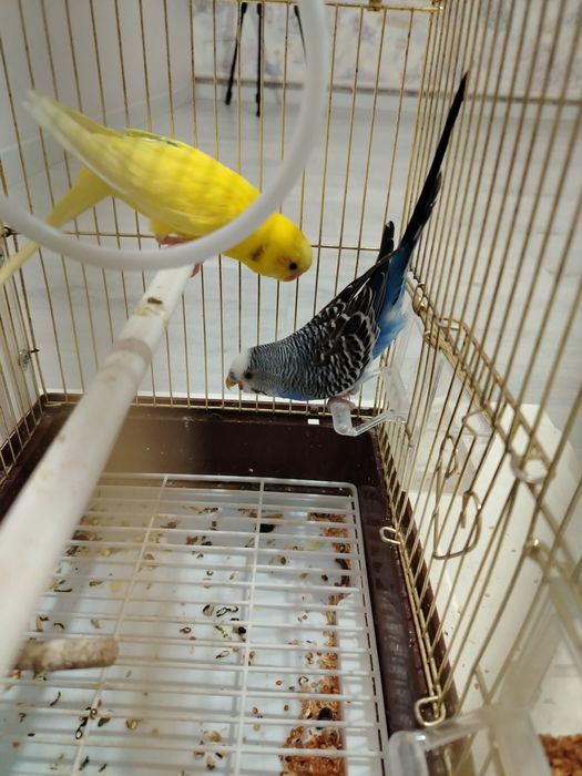 Волнистые попугай