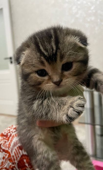 Mushuklar (кошки)