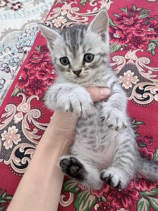 Британские котята