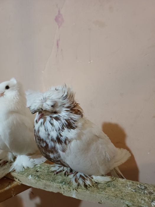 Продаются голуби