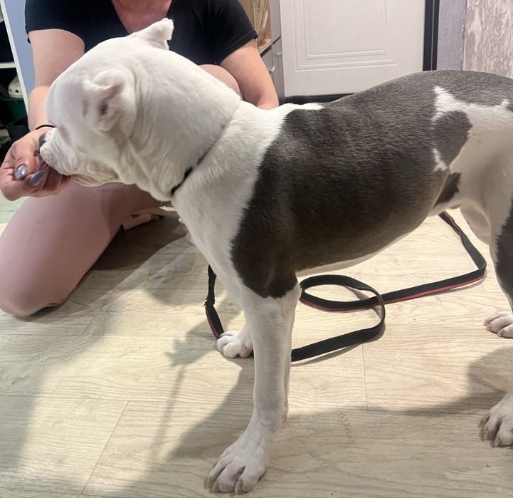 Продам щенка стаф