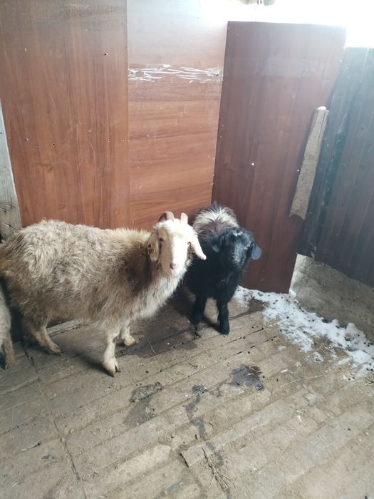 Ешкылер сатылады