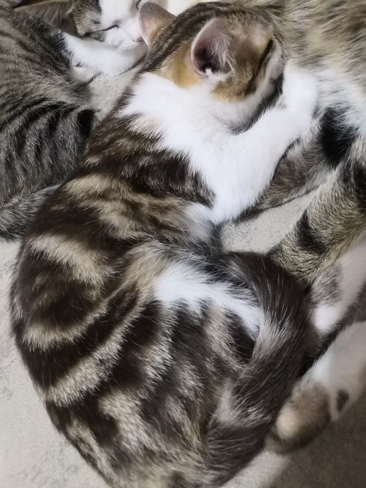Котята, кошечка, отдам