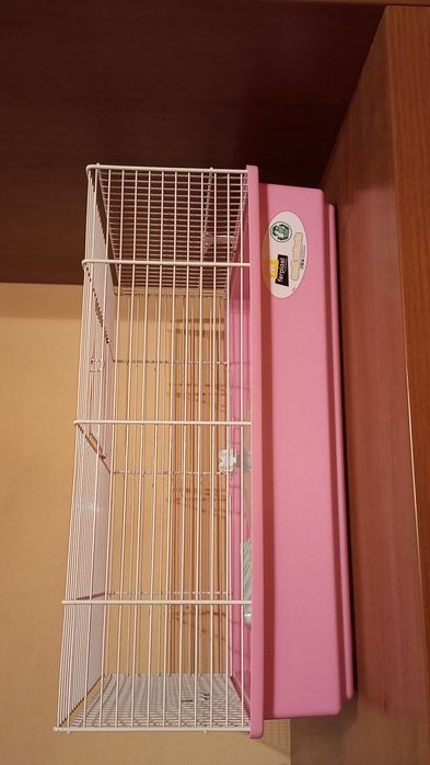 Hamsteri Pitici Campbell