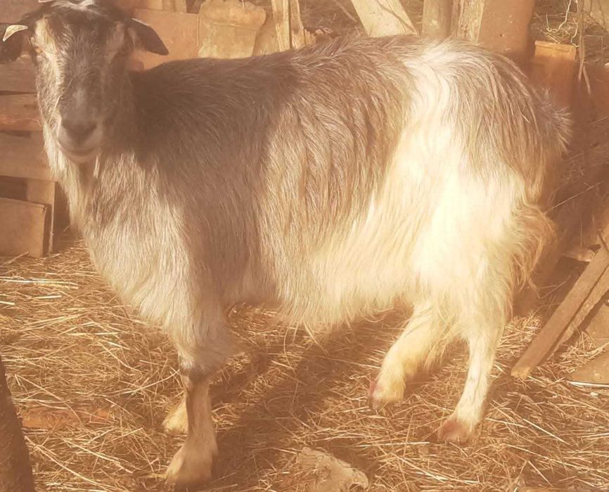 Capra carpatina mai batrana