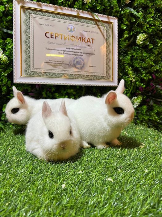 Karlik miti quyon bolari sotiladi