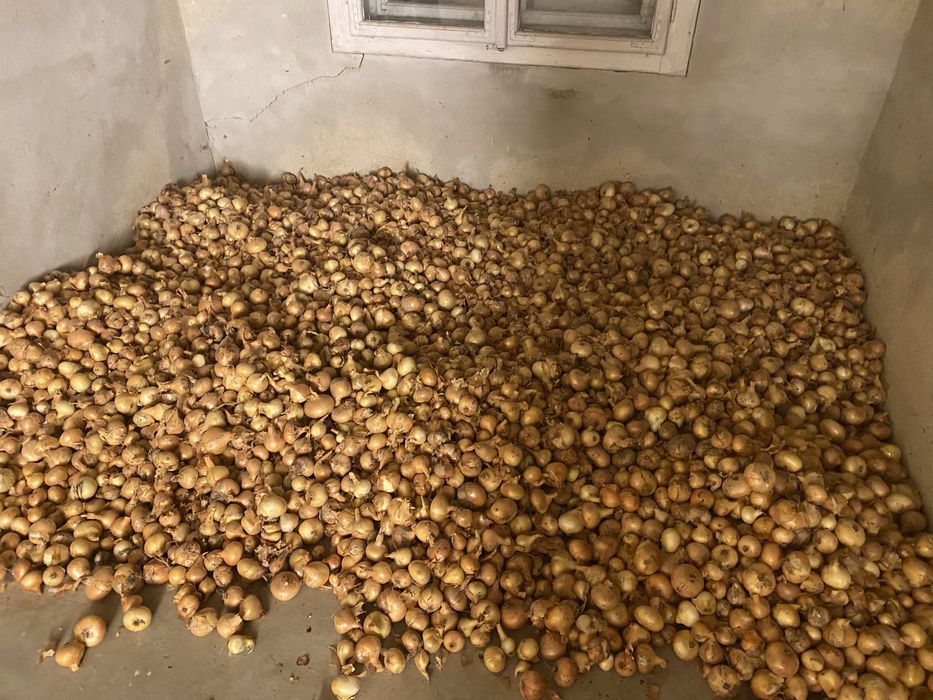 Ceapa galbena de vanzare