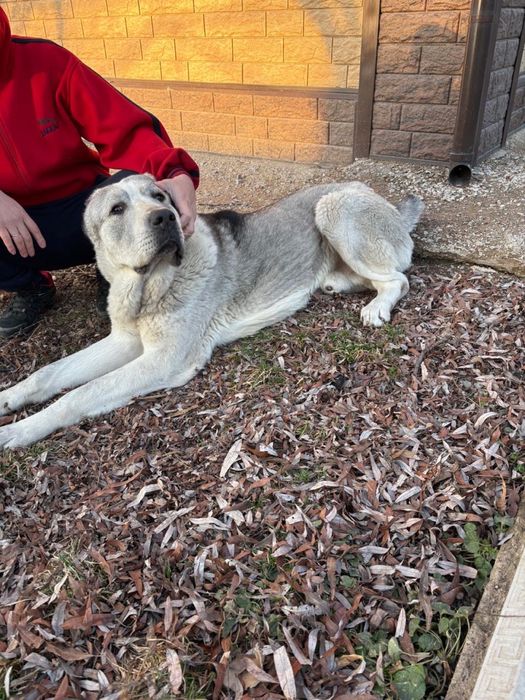 Хлрошая собака 1 год алабай