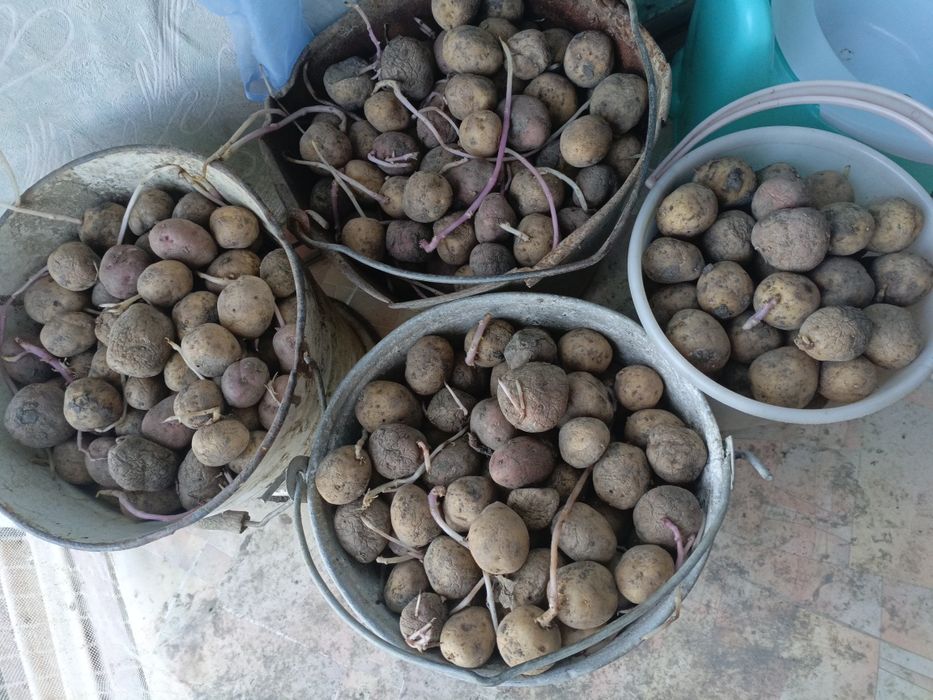 Картофель семенной р. Заречный